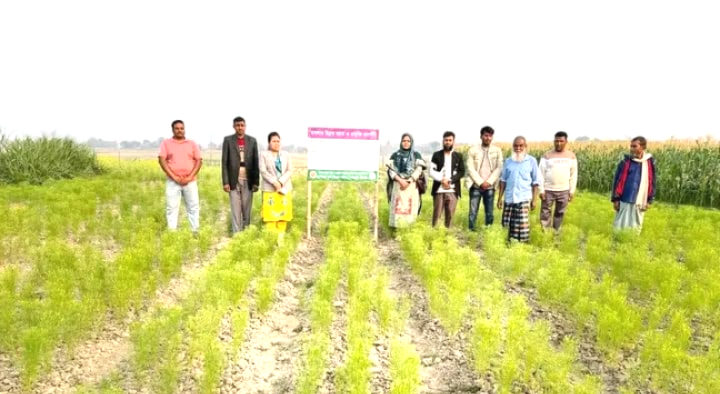 গোদাগাড়ীতে প্রথমবার বাণিজ্যিক জিরা চাষ, স্বপ্ন দেখছেন কৃষকরা
