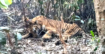 সুন্দরবনে ফাঁদে আটকে পড়া উদ্ধার করা বাঘ খুলনা বন্যপ্রাণী পুনর্বাসন কেন্দ্রে চিকিৎসা শুরু