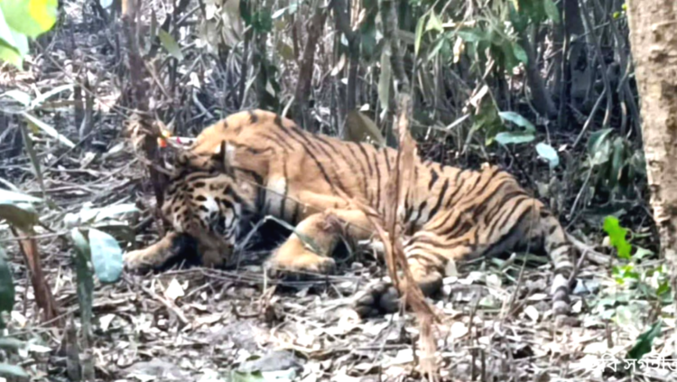 সুন্দরবনে ফাঁদে আটকে পড়া উদ্ধার করা বাঘ খুলনা বন্যপ্রাণী পুনর্বাসন কেন্দ্রে চিকিৎসা শুরু