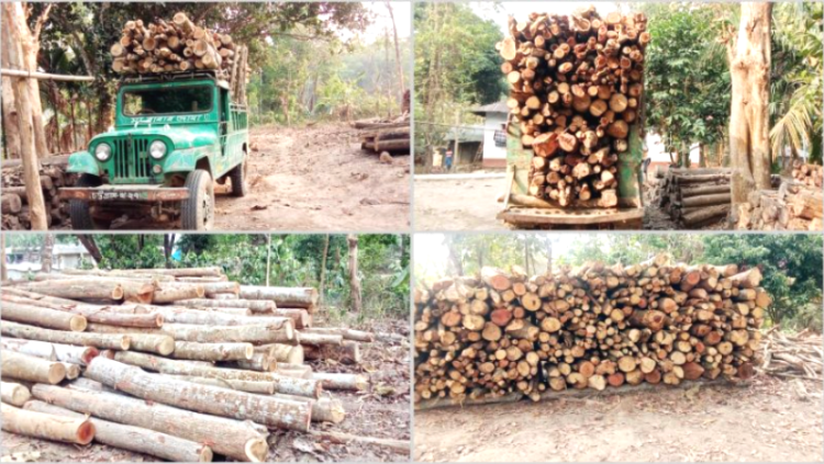 ফটিকছড়ি বালুখালী বিটে বন নিধনের হিড়িক, প্রশাসনের নিষ্ক্রিয়তায় ক্ষোভ, আইনের তোয়াক্কা না করেই চলছে কাঠ পাচার