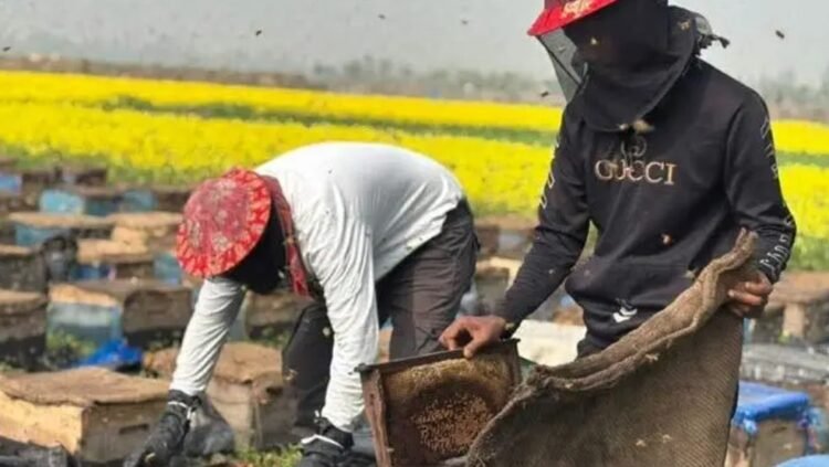 চলনবিলে সরিষার হলুদ হাসিতে মধু চাষিদের ব্যস্ততা: সরকারি সহায়তা পেলে লক্ষ্যমাত্রা ছাড়ানোর আশা