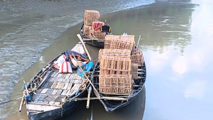 সুন্দরবনে দুই মাস কাকড়া ধরায় নিষেধাজ্ঞা
