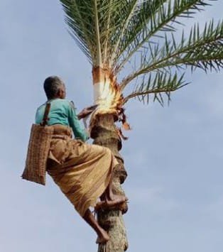 ভেজাল গুড়ের দাপটে আসল রসের সংকট,খেজুর গাছ হারিয়ে ঐতিহ্য হারাচ্ছে বিক্রমপুর বাঁশি