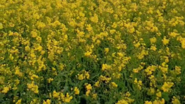 সরিষা ফুলের হলুদে শীতের উষ্ণ শান্তির ছোঁয়া