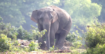 শ্রীবরদীতে বন্য হাতির আক্রমণে বৃদ্ধ নিহত