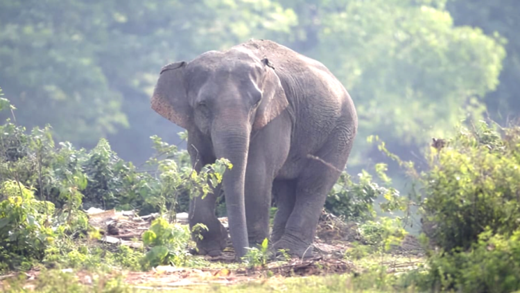 শ্রীবরদীতে বন্য হাতির আক্রমণে বৃদ্ধ নিহত