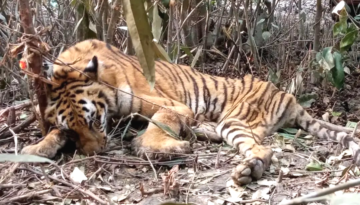 ‎সুন্দরবনে চোরা শিকারিদের লোভের মরন ফাঁদে বাঘ