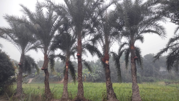 সোনারগাঁয়ে নিপাহ ভাইরাসের ঝুঁকির মাঝেও খেজুরের রসের প্রতি মানুষের অদম্য আকর্ষণ