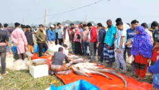 কালীগঞ্জের ঐতিহ্যবাহী মাছের মেলায় জমজমাট: জামাই-শ্বশুরের বড় মাছের প্রতিযোগিতা