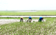 ধর্মপাশা- মধ্যনগর উপজেলায় হাওর জুরে বোরোধান রোপনে ব্যস্ত কৃষক