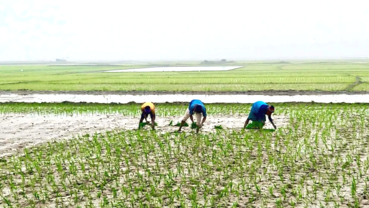 ধর্মপাশা- মধ্যনগর উপজেলায় হাওর জুরে বোরোধান রোপনে ব্যস্ত কৃষক
