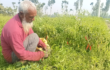 ফলন ও দামে স্বপ্নপূরণ সবজি চাষীদের