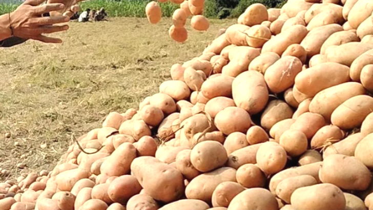 গত বছরের লোকসানে রাজশাহীর বরেন্দ্রে ৬ হাজার হেক্টর কমলো আলু আবাদ, দামের নিশ্চয়তা চান কৃষকরা