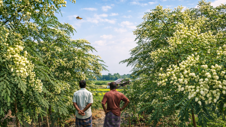 আত্রাইয়ে সজনার মুকুলে স্বপ্ন বুনছেন কৃষকরা,এবারে বাম্পার ফলনের আশা