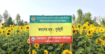 নওগাঁ জেলার পত্নীতলা উপজেলার  মোবারকপুর সূর্যমুখী চাষ