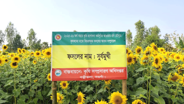 নওগাঁ জেলার পত্নীতলা উপজেলার  মোবারকপুর সূর্যমুখী চাষ