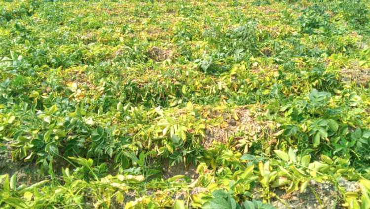 হাটকালুপাড়ার বিলশিতি বিলে শত্রুতার জেরে ২০ বিঘা জমির আবাদ নষ্টের অভিযোগ