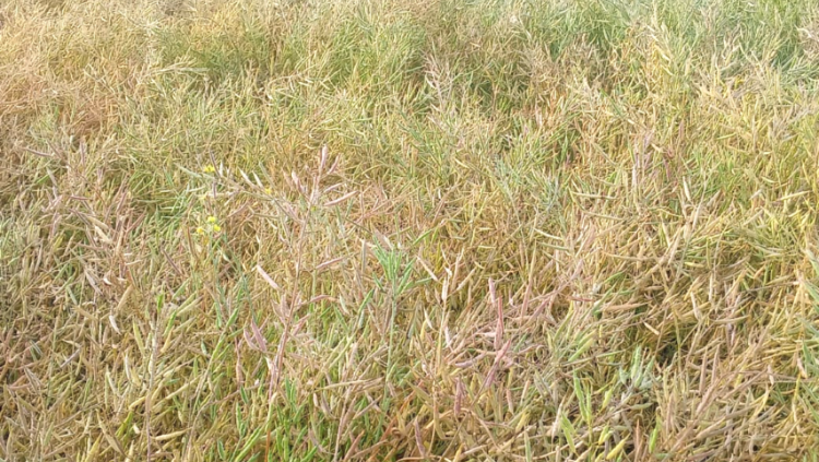 আত্রাইয়ে সরিষার বাম্পার ফলন,তোলা শুরু—কৃষকের মুখে হাসি