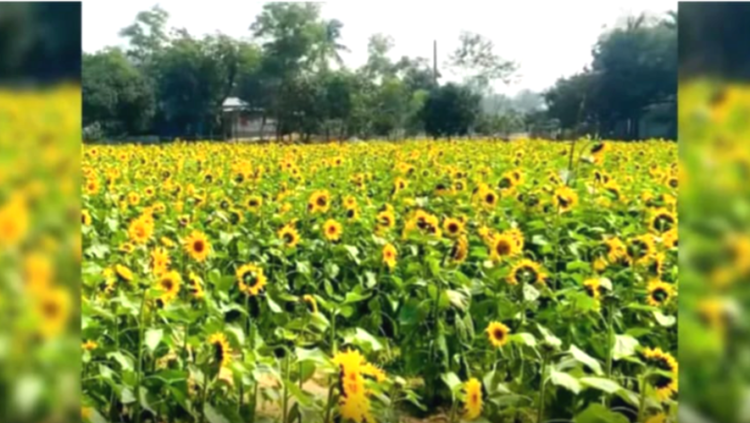 শ্রীপুরে সুর্যমুখী ফুলের চাষে গ্রামীন পর্যায়ে  সৃষ্টি করেছে ভিন্নরকমের বিনোদনকেন্দ্র