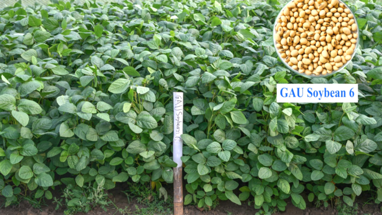 গাকৃবিতে দেশের প্রথম উচ্চ খরা সহনশীল সয়াবিনের জাত ‘জিএইউ সয়াবিন ৬’ উদ্ভাবন