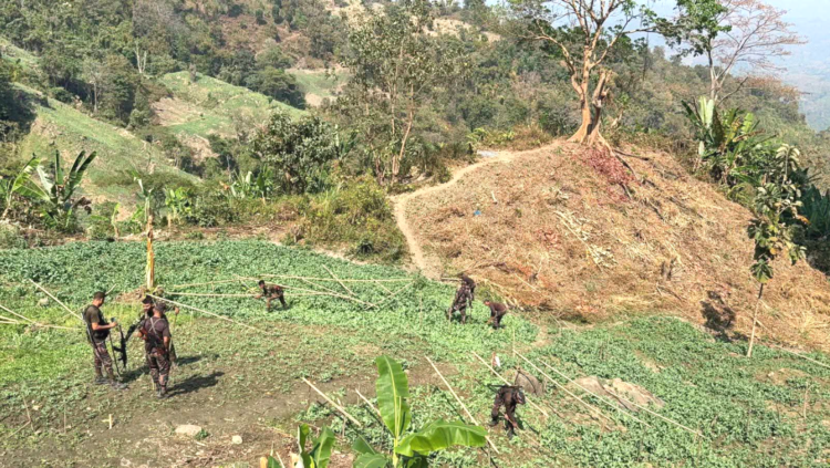 বান্দরবানের থানচিতে যৌথ বাহিনীর অভিযানে ২৯ একর পপিক্ষেত ধ্বংস, বাজারমূল্য প্রায় ১১ কোটি টাকা