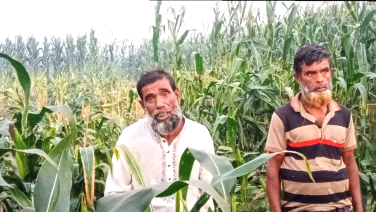 মেলান্দহে কৃষকের ৫ বিঘা জমির ভুট্টা কেটে সাবাড়: কান্নায় ভেঙে পড়েছেন ক্ষতিগ্রস্তরা