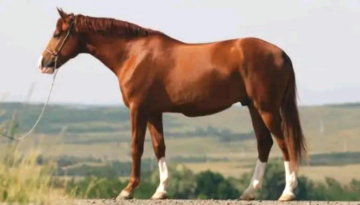 টাঙ্গাইলের গোপালপুরে ঘোড়া জ*বা*ই কসাইসহ ৪ জন আটক