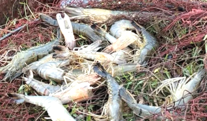 বাগেরহাটে সাদা সোনা খ্যাত বাগদা চিংড়ি উৎপাদন হুমকির মুখে