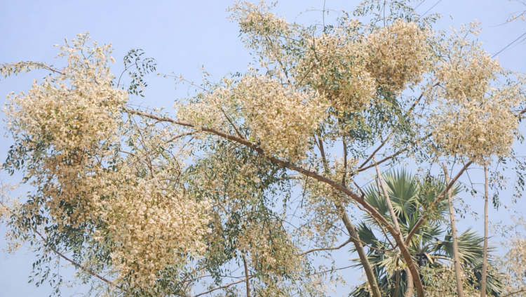 সজনা চাষে নওগাঁর কৃষকের চোখেমুখে হাসির ঝিলিক: বাম্পার ফলনের আশা