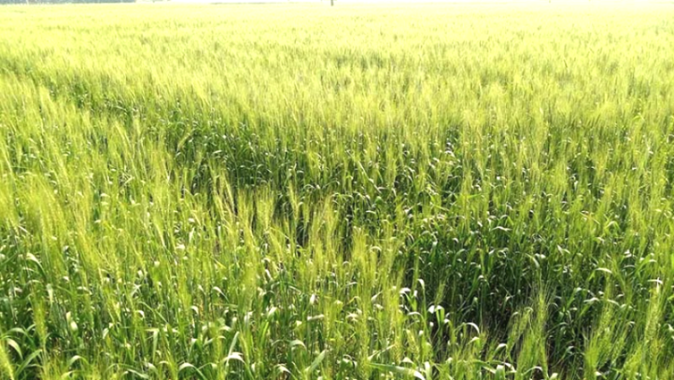 ঠাকুরগাঁওয়ে এবার গমের বাম্পার ফলনের প্রত্যাশা কৃষকের