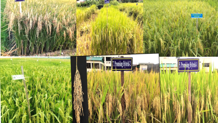 শস্যভান্ডারে যুক্ত হলো দুটি হাইব্রিডসহ ছয়টি নতুন ধানের জাত