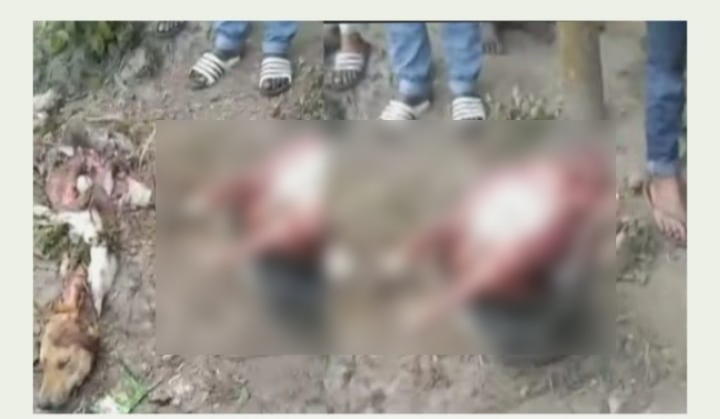 নওগাঁয় ছাগলের আড়ালে কুকুরের মাংস বিক্রির অভিযোগ কসাইয়ের বিরুদ্ধে 