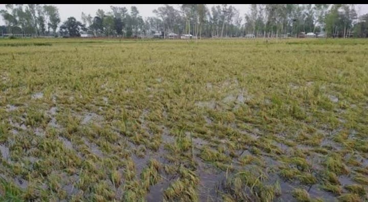 নিমতলা কচুবাড়িয়ার কৃষকদের কষ্ট লাগবে জলাবদ্ধতা নিরসন ও রাস্তা মেরামতের দাবি জানিয়েছেন সাধারণ জনগণ