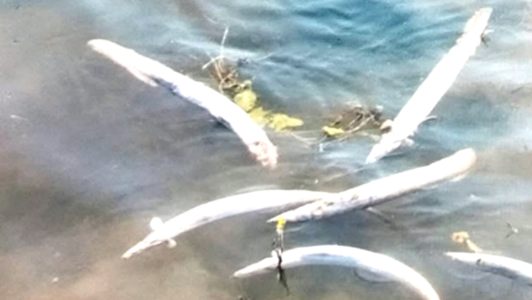 টাংগুয়ার হাওরে শক মেশিনে অবৈধভাবে মাছ নিধনের অভিযোগ