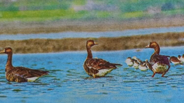 হিমালয় পেরিয়ে বরিশালের চরে: এক অভিজাত অতিথির গল্প