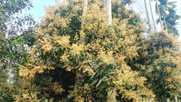 টাঙ্গাইলে আমের মুকুলের সুবাসে মাতোয়ারা জনপদ বসন্তের বার্তা, ভালো ফলনের আশায় কৃষক