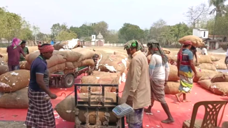 দৌলতপুরে তুলা চাষে সাফল্য, দাম নিয়ে চাষীদের অসন্তোষ