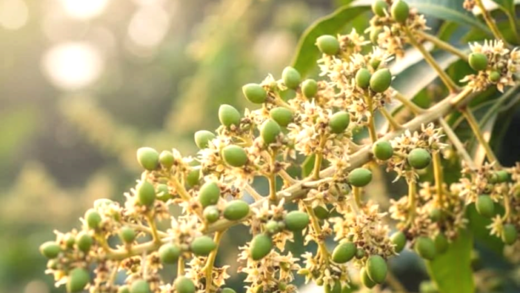 আগাম মুকুলে হাসি ফুটেছে বাগুড়ী বেলতলা আম বাজারে কৃষকদের
