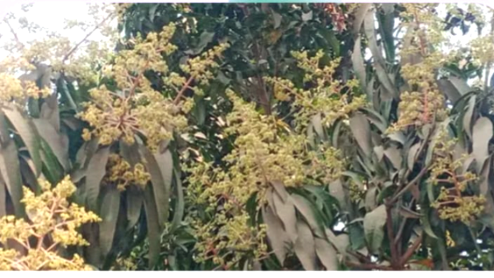 শ্রীপুরে গাছে  গাছে আমের মুকুলে  ভরপুর , কয়েকদিনের মধ্যে মিলবে আমের গুটি