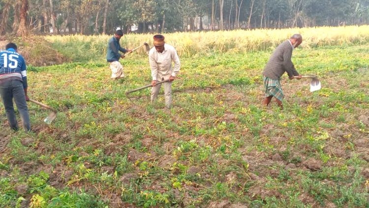 আত্রাইয়ে আলুর বাম্পার ফলন, দাম কমে কৃষকের মুখে হাসি-দুশ্চিন্তা দুটোই