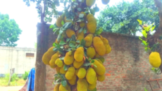 শ্রীপুরে গাছে গাছে শোভা পাচ্ছে অপরিপক্ক কাঁঠাল