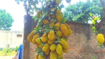 শ্রীপুরে গাছে গাছে শোভা পাচ্ছে অপরিপক্ক কাঁঠাল