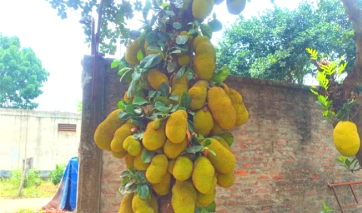 শ্রীপুরে গাছে গাছে শোভা পাচ্ছে অপরিপক্ক কাঁঠাল