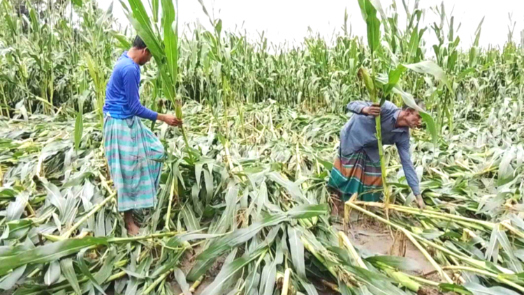 নীলফামারীতে হঠাৎ ঝড় ও শিলাবৃষ্টিতে বিপর্যস্ত উত্তরের কৃষি খাত