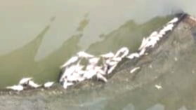 মধ্যনগরে নদীতে বিষ প্রয়োগে দুই লাখ টাকার মাছ নিধনের অভিযোগ