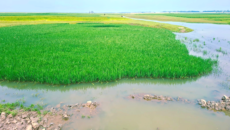 শাল্লায় বৃষ্টির পানিতে ডুবে গেছে ফসলি জমি দিশেহারা কৃষক