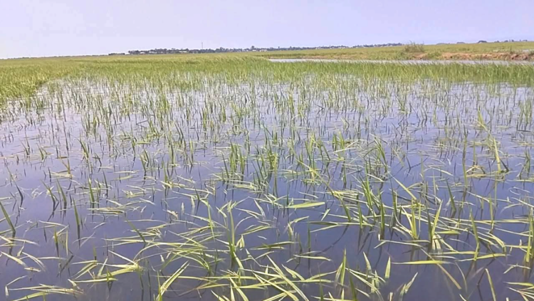 ধর্মপাশা ও মধ্যনগরে বৃষ্টির পানিতে তলিয়ে নষ্ট হয়েছে ২৯৫ হেক্টর জমির বোরো ধান