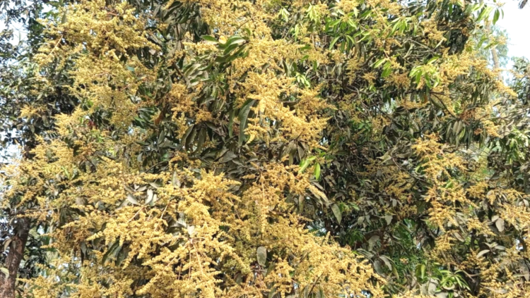 মুকুলে ছেয়ে গেছে আম গাছ  চলতি মৌসূমে বিপুল পরিমানে আম উৎপাদনের সম্ভাবনা