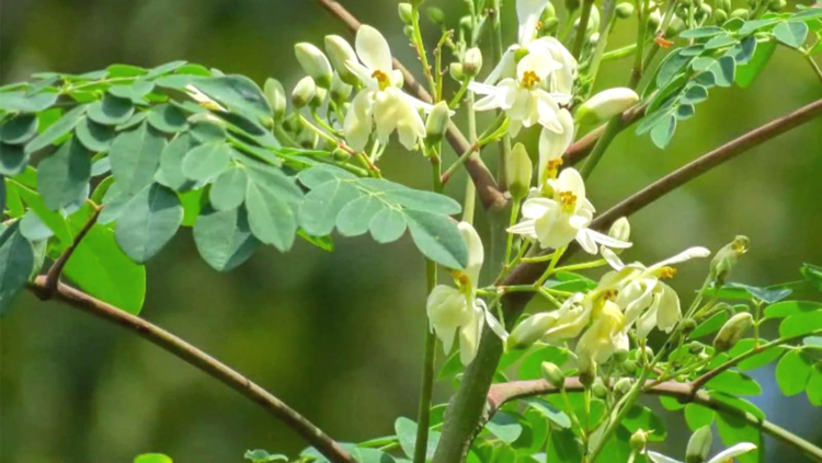 শীতের শেষে বসন্তের আগমনে বাংলার প্রকৃতিতে গাছে গাছে শোভা ছড়াচ্ছে ডালে ডালে শ্বেতশুভ্র সজনে ফুল