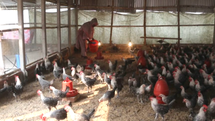 খামার করে স্বাবলম্বী ঝিনাইদহের শৈলকুপার  খামার ব্যবসায়ী